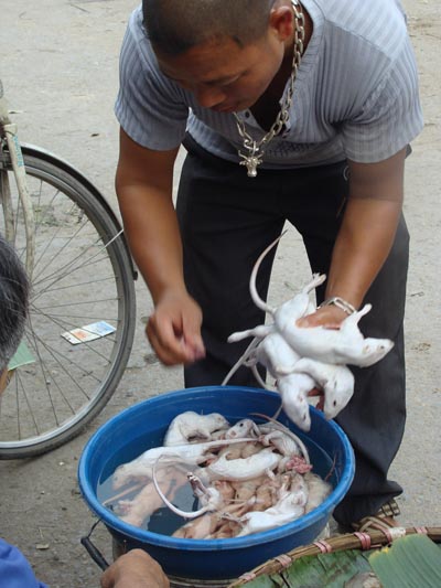 Kỳ th&uacute; chuyện săn chuột &ldquo;khủng&rdquo; ở Th&aacute;i B&igrave;nh