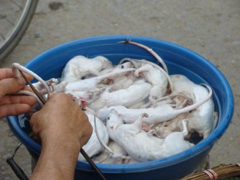 Kỳ th&uacute; chuyện săn chuột &ldquo;khủng&rdquo; ở Th&aacute;i B&igrave;nh