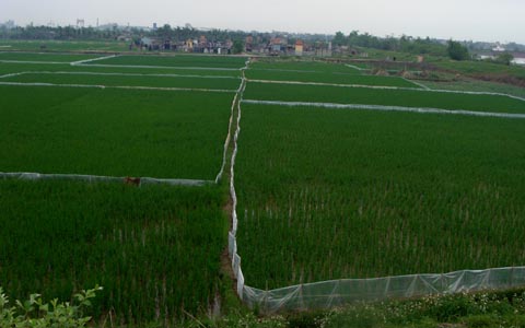 Kỳ th&uacute; chuyện săn chuột &ldquo;khủng&rdquo; ở Th&aacute;i B&igrave;nh