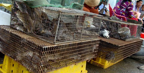 Chuyện săn chuột vui như hội