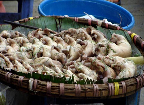 Chuyện săn chuột vui như hội