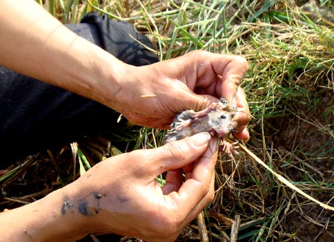 Chuyện săn chuột vui như hội