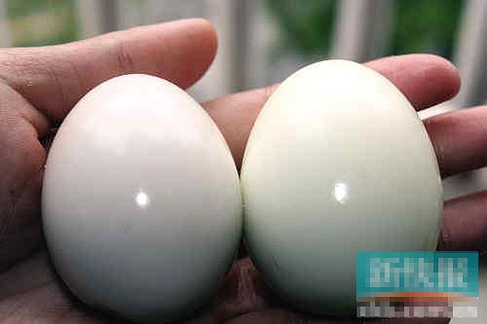 Lại xuất hiện trứng g&agrave; giả l&agrave;m bằng nhựa 2