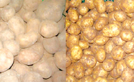 C&aacute;ch nhận biết khoai t&acirc;y Trung Quốc 1