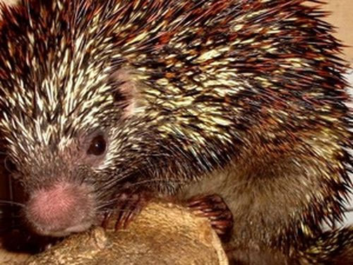 Nh&iacute;m Coendou speratus
