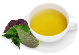 Tía tô trị cảm cúm 1 Tía tô trị cảm cúm 1