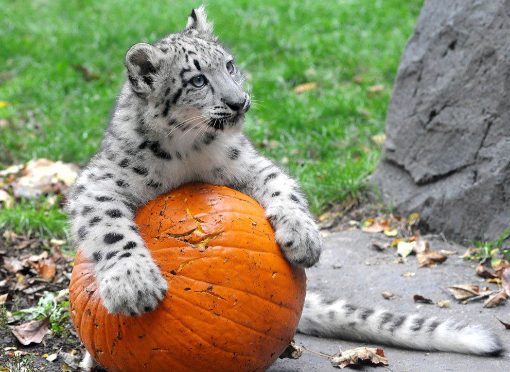 Everest, một chú báo tuyết gần 4 tuổi tại sở thú Brookfield nhận quà Halloween sớm trong Tuần lễ Nhận thức về loài mèo tổ chức thường niên tại sở thú này, ở Brookfield, Illinois, 06/10/2013.
