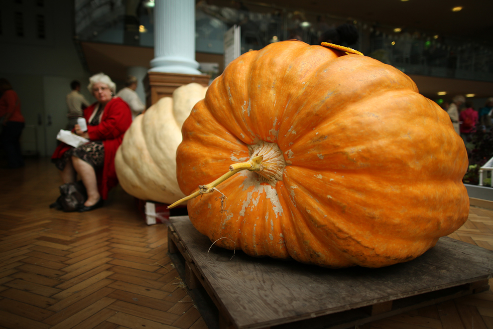 Quả bí khổng lồ được đặt trên một kệ gỗ tại sự kiện Royal Horticultural Society (RHS) Harvest Festiva, diễn ra ở London, Anh, 09/10/2013. 