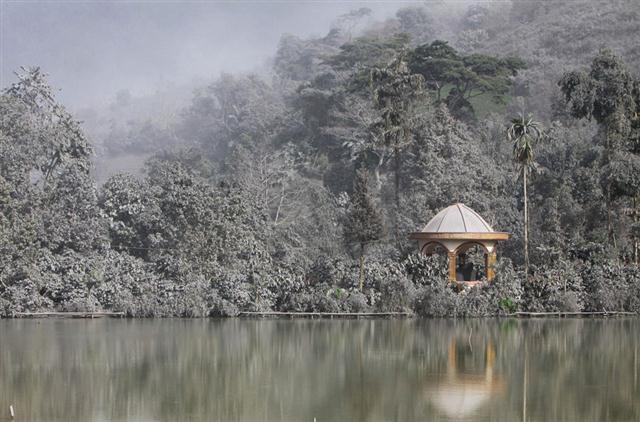 Cây cối và hoa màu bị phủ một lớp tro bụi núi lửa ở quận Karo, thuộc đảo Sumatra, Indonesia