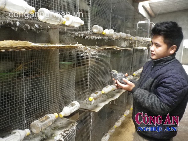 Mô hình nuôi bồ câu Pháp của anh Nguyễn Văn Cường mang lại hiệu quả kinh tế cao