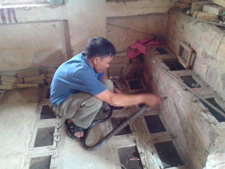 Anh Kiên tay không bắt rắn