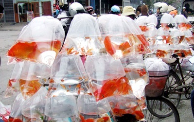 Dân công sở, sinh viên tranh thủ đi bán cá chép kiếm tiền tiêu Tết