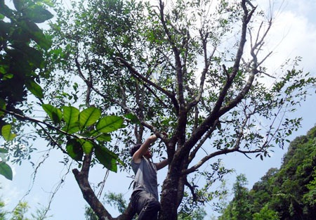 Hái lá trầm hương trên những vách núi đá.