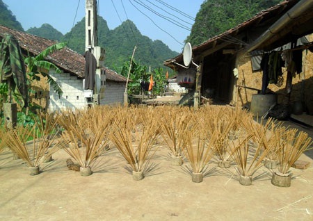 Hương được phơi khô trước khi mang ra chợ bán.