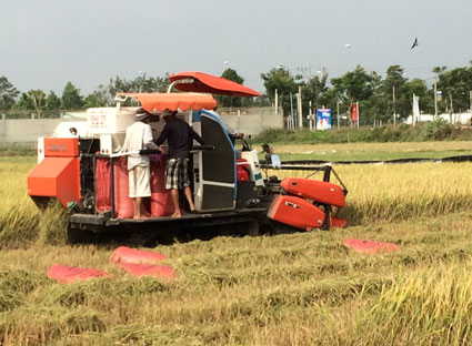 Sử dụng máy gặt liên hợp không chỉ tiết kiệm nhân công mà còn làm lợi cho người nông dân khoảng 2,5 triệu đồng/ha. Trong ảnh: Gặt lúa (vụ mùa 2013) bằng máy liên hợp tại cánh đồng An Nhứt (huyện Long Điền).