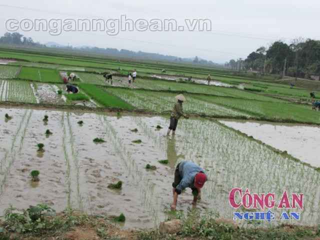 Việc cấy thuê mùa rét tuy vất vả nhưng tiền công cũng giúp nhiều gia đình nghèo cải thiện cuộc sống