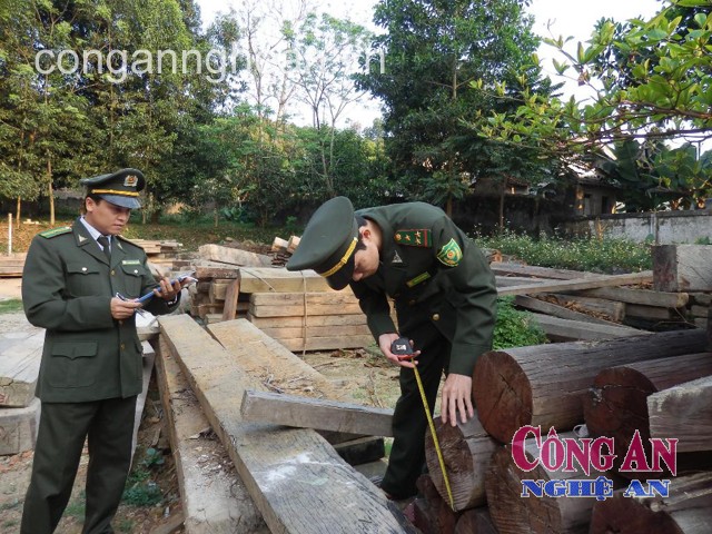 Hạt Kiểm lâm Quế Phong kiểm đếm số gỗ bị tịch thu