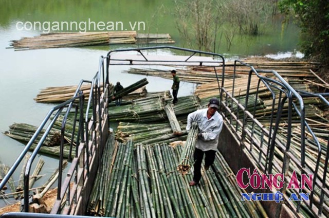 Người dân tập kết nứa sau một ngày vào rừng khai thác