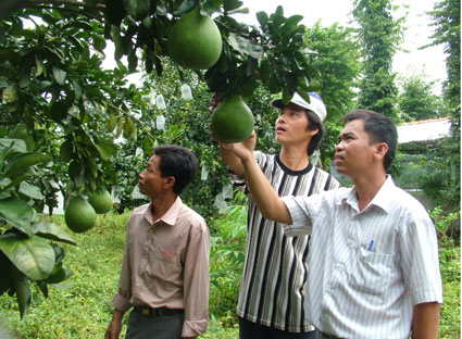 Bưởi da xanh được Trung tâm giống cây ăn quả miền Đông Nam bộ tuyển chọn trồng thử nghiệm và trở thành một trong 10 giống cây ăn quả thế mạnh của tỉnh Bà Rịa – Vũng Tàu. Ảnh: Huệ Long