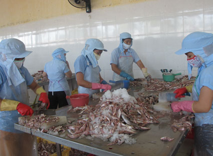 Chế biến hải sản tại Công ty cổ phần Thủy sản và xuất nhập khẩu Côn Đảo.