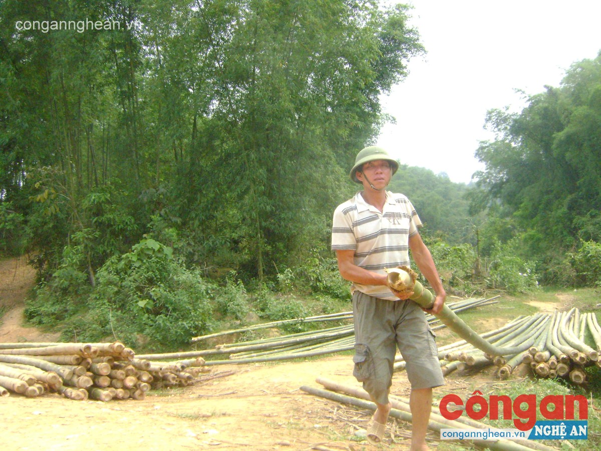 Trồng mét cho thu nhập cao và chống xói mòn