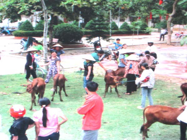 Rất nhiều con bê được tài trợ trong số này đã bị đem bán
