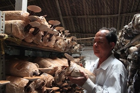 Quy hoạch sản xuất trong nông nghiệp chưa tốt là một trong những nguyên nhân khiến người nông dân còn khó khăn khi tiếp cận với nguồn vốn vay. 