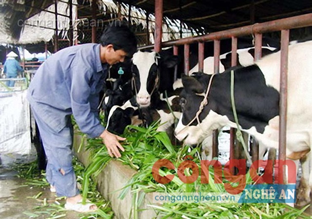 Cần bước đột phá lớn bên cạnh chính sách ưu đãi về thuế để DN đầu tư vào nông nghiệp, nông thôn có hiệu quả