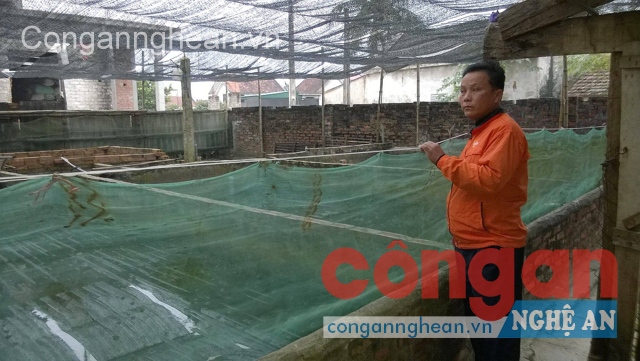 Ông Tùng bên bể nuôi ếch giống của mình