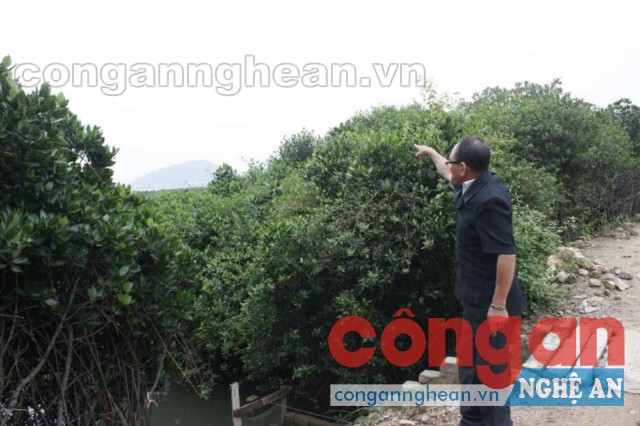 Thương binh Nguyễn Huy Du bên cánh rừng sinh thái ngập mặn