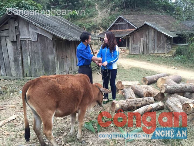 Chị Nguyễn Thị Thơm, Phó Bí thư Tỉnh đoàn trao tặng  1 con bò cho đoàn viên để phát triển kinh tế