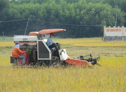 Thu hoạch lúa vụ đông-xuân 2014 - 2015 bằng máy gặt đập liên hợp tại xã An Nhứt, huyện Long Điền.