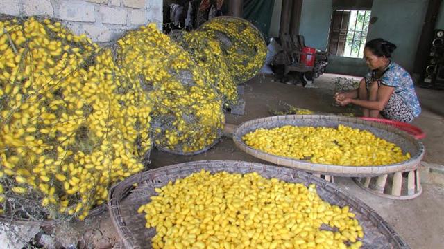 Chăm sóc kén để kéo thành sợi