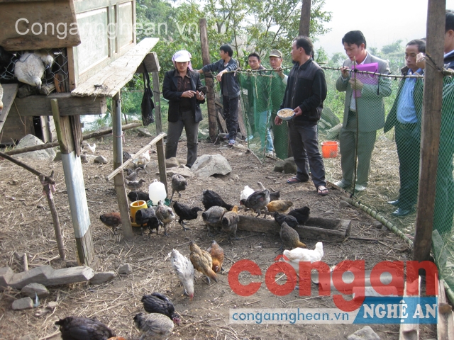 Những mô hình kinh tế hiệu quả đã góp phần cải thiện cuộc sống,  đẩy lùi nạn trồng cây thuốc phiện trên địa bàn