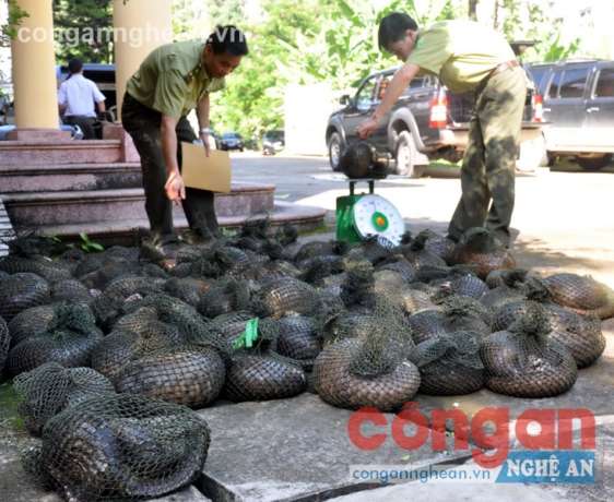 Tình trạng săn bắt, buôn bán động vật rừng quý, hiếm đang diễn ra ngày càng phức tạp với nhiều thủ đoạn tinh vi khó lường