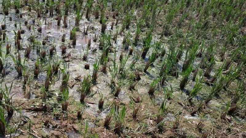 Nước thải tràn xuống ruộng