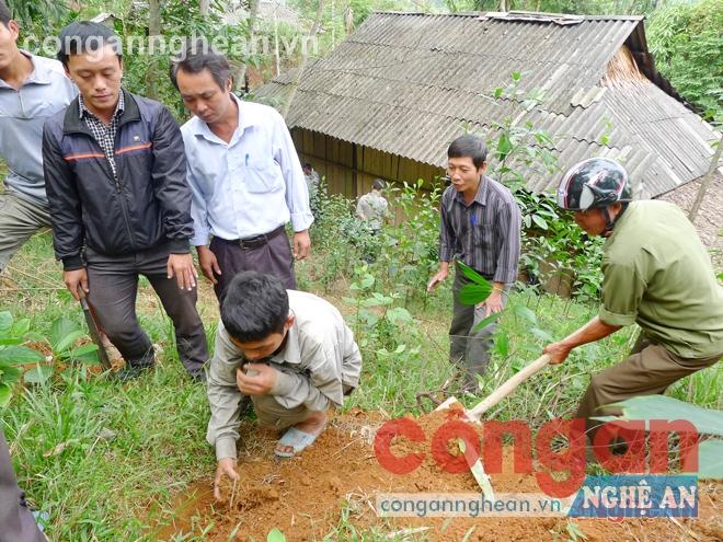 Người dân xã Hạnh Dịch, huyện Quế Phong trồng mây dự án từ nguồn vốn hỗ trợ của Chương trình 30a
