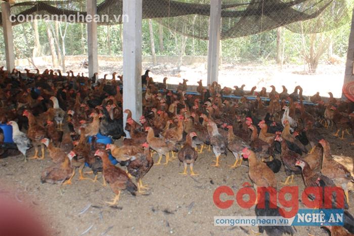 Trang trại nuôi gà của anh Hà Danh Nam
