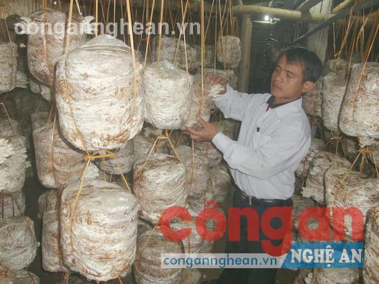 Đào tạo nghề cho lao động nông thôn cần được quan tâm để đáp ứng yêu cầu xây dựng nông thôn mới (Trong ảnh: Nghề trồng nấm đang phát triển ở nông thôn)