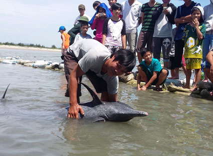 Đông đảo người dân đến xem cá heo bị mắc cạn. Đây là loài cá heo mõm dài (Stenella longirostris), một trong những loài có nguy cơ tuyệt chủng.