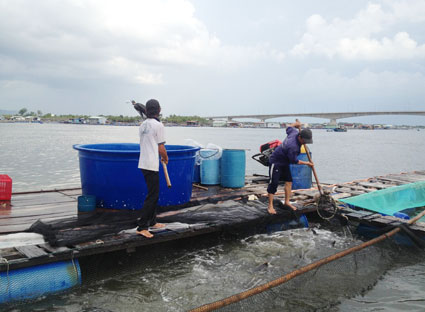 Lo lắng cá chết do ô nhiễm nguồn nước, các hộ nuôi cá lồng bè trên sông Chà Và vội vàng vớt cá bán dù chưa đến kỳ thu hoạch.