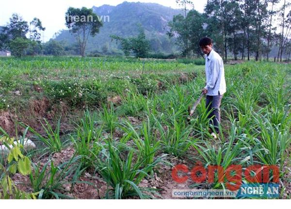 Dám nghĩ, dám làm, anh Nguyễn Sỹ Hoàn đã từng bước làm giàu  trên quê hương