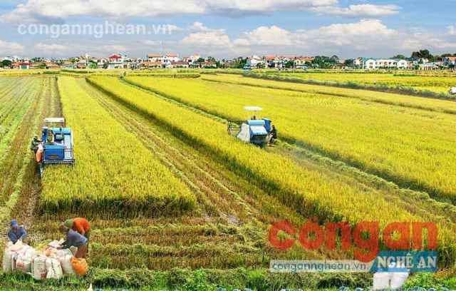 Cần có chế độ đãi ngộ để thu hút doanh nghiệp đầu tư vào nông nghiệp