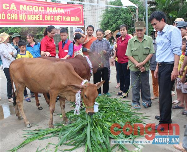Các hộ gia đình có hoàn cảnh khó khăn nhận bò từ chương trình
