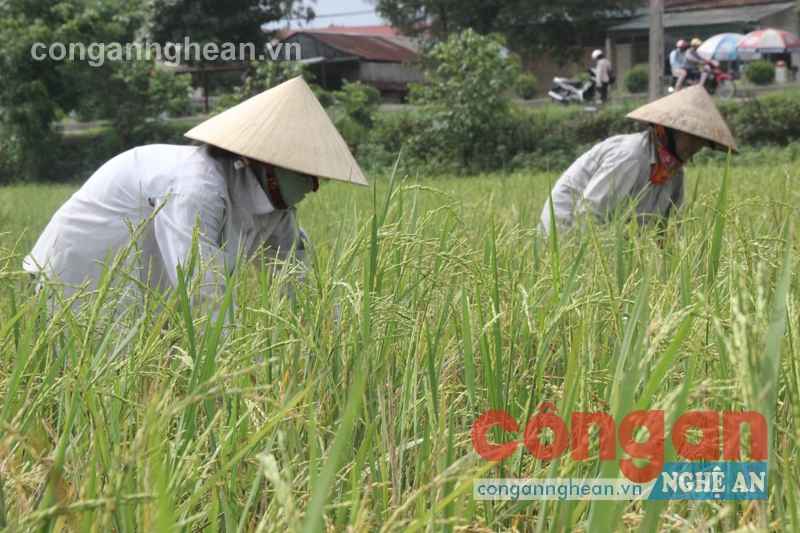 Thực hiện dồn điền đổi thửa giúp nông dân gắn bó hơn với ruộng đồng