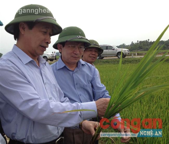 Lãnh đạo tỉnh và Sở NN&PTNT kiểm tra tình hình phát triển cây lúa ở huyện Yên Thành
