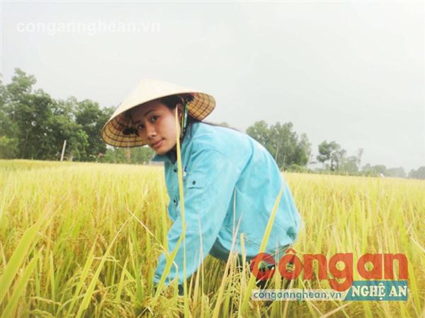 Em Hằng giúp bố mẹ gặt lúa