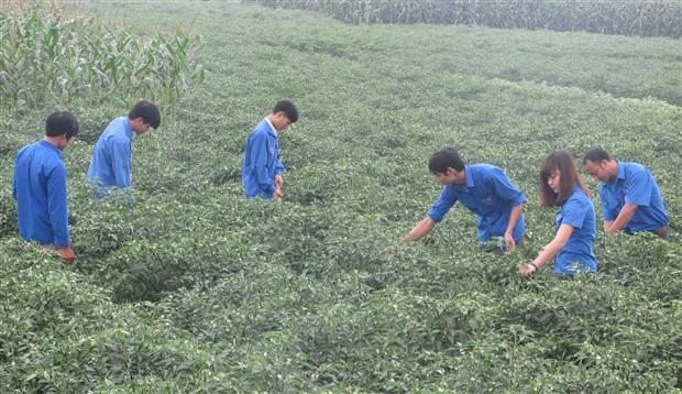 Nhiều tổng đội TNXP phát huy vai trò xung kích trong phát triển kinh tế