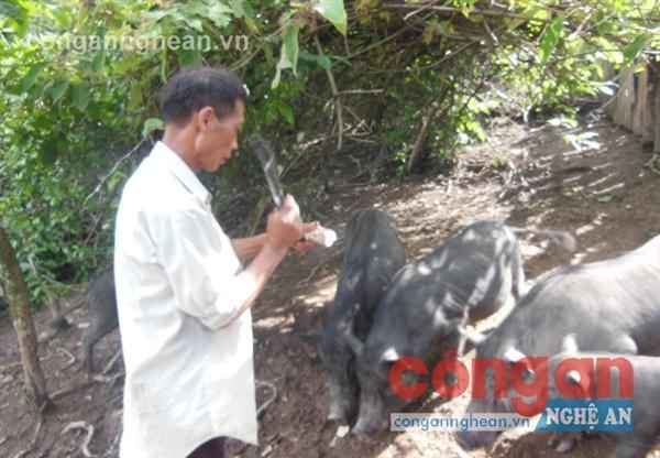 Ông Lầu Chống Tủa chăm sóc đàn lợn tại trang trại của mình