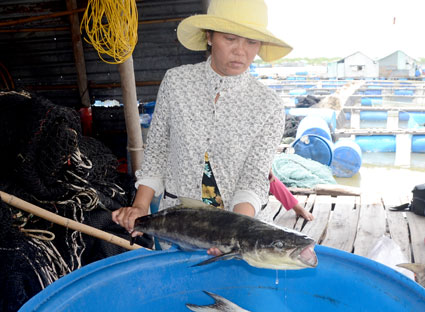 Do ô nhiễm nguồn nước nên cá nuôi trên sông Chà Và bị chết hàng loạt. Trong ảnh: Một hộ nuôi cá lồng bè trên sông Chà Và vớt lên cá bớp loại 4kg bị chết hôm 14-9.